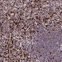 Invitrogen ABCA7 Polyclonal Antibody 100 &mu;L; Unconjugated:Antibodies,