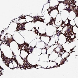 Invitrogen ABCA7 Polyclonal Antibody 100 &mu;L; Unconjugated:Antibodies,