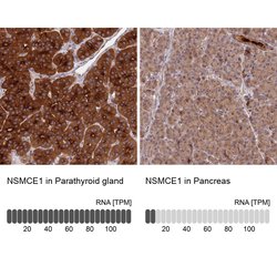 NSMCE1 Polyclonal Antibody, Invitrogen 100 &mu;L; Unconjugated:Antibodies,