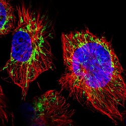 Invitrogen WDR22 Polyclonal Antibody 100 &mu;L; Unconjugated:Antibodies,