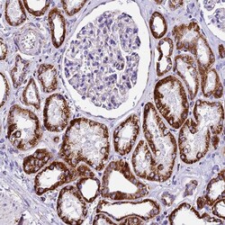 Invitrogen WDR22 Polyclonal Antibody 100 &mu;L; Unconjugated:Antibodies,