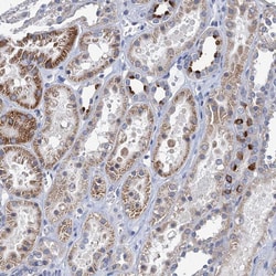 Invitrogen TMEM221 Polyclonal Antibody 100 &mu;L; Unconjugated:Antibodies,