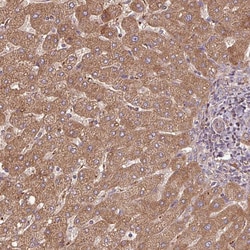 Invitrogen SQRDL Polyclonal Antibody 100 &mu;L; Unconjugated:Antibodies,