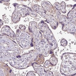 Invitrogen SQRDL Polyclonal Antibody 100 &mu;L; Unconjugated:Antibodies,
