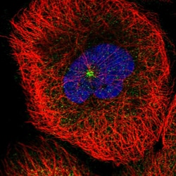 Invitrogen MDM1 Polyclonal Antibody 100 &mu;L; Unconjugated:Antibodies,