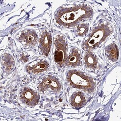 Invitrogen MRP7 Polyclonal Antibody 100 &mu;L; Unconjugated:Antibodies,