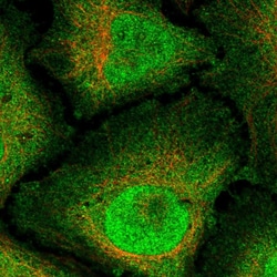 Invitrogen RNF165 Polyclonal Antibody 100 &mu;L; Unconjugated:Antibodies,