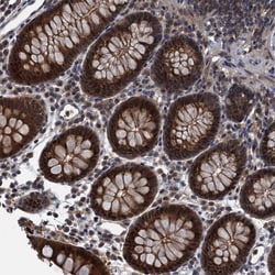 Invitrogen RNF165 Polyclonal Antibody 100 &mu;L; Unconjugated:Antibodies,