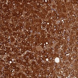 Invitrogen FAM118B Polyclonal Antibody 100 &mu;L; Unconjugated:Antibodies,