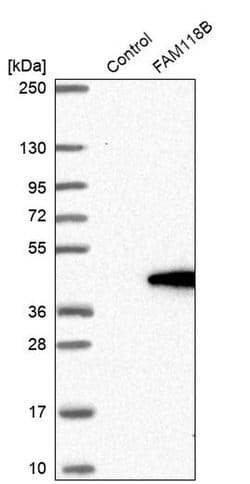 Invitrogen FAM118B Polyclonal Antibody 100 &mu;L; Unconjugated:Antibodies,
