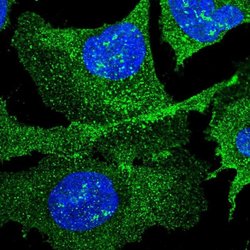 Invitrogen GINM1 Polyclonal Antibody 100 &mu;L; Unconjugated:Antibodies,