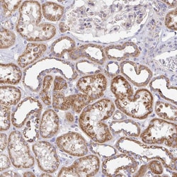 Invitrogen GINM1 Polyclonal Antibody 100 &mu;L; Unconjugated:Antibodies,