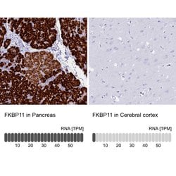 Invitrogen FKBP11 Polyclonal Antibody 100 &mu;L; Unconjugated:Antibodies,