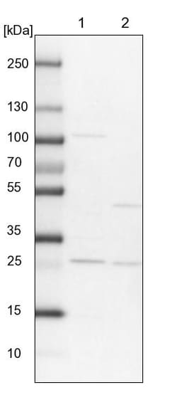 Invitrogen RERGL Polyclonal Antibody 100 &mu;L; Unconjugated:Antibodies,