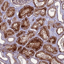 Invitrogen NRN1L Polyclonal Antibody 100 &mu;L; Unconjugated:Antibodies,