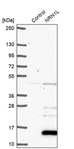 Invitrogen NRN1L Polyclonal Antibody 100 &mu;L; Unconjugated:Antibodies,