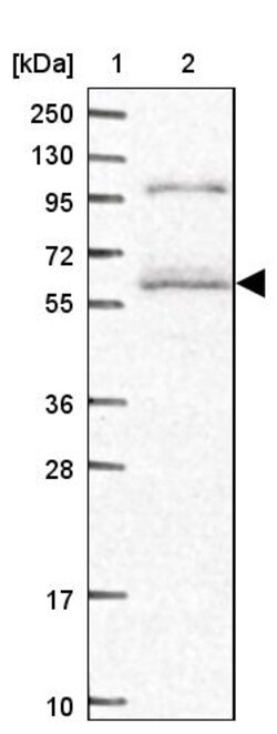 Invitrogen C19orf61 Polyclonal Antibody 100 &mu;L | Buy Online | Invitrogen&trade; | Fisher Scientific