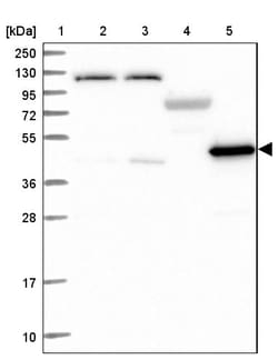 Invitrogen LDHD Polyclonal Antibody 100 &mu;L; Unconjugated:Antibodies,