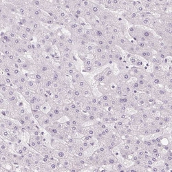 Invitrogen Cryptic Polyclonal Antibody 100 &mu;L; Unconjugated:Antibodies,