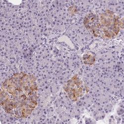 Invitrogen Cryptic Polyclonal Antibody 100 &mu;L; Unconjugated:Antibodies,