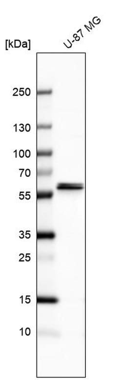Invitrogen CARS2 Polyclonal Antibody 100 &mu;L | Buy Online | Invitrogen&trade; | Fisher Scientific