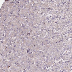 Invitrogen FUZ Polyclonal Antibody 100 &mu;L; Unconjugated:Antibodies,