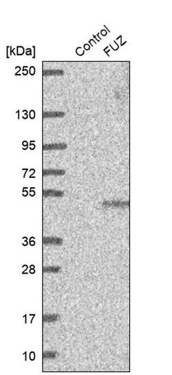 Invitrogen FUZ Polyclonal Antibody 100 &mu;L; Unconjugated:Antibodies,