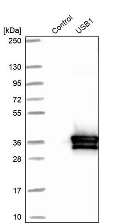 Invitrogen C16orf57 Polyclonal Antibody 100 &mu;L; Unconjugated:Antibodies,