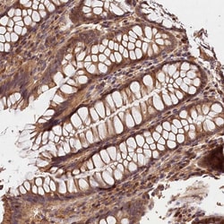 Invitrogen KPTN Polyclonal Antibody 100 &mu;L; Unconjugated:Antibodies,