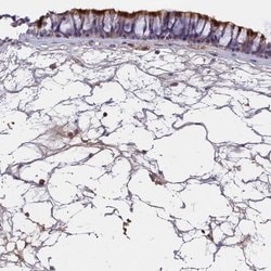 Invitrogen C16orf93 Polyclonal Antibody 100 &mu;L; Unconjugated:Antibodies,