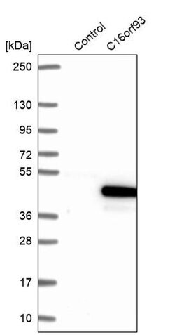 Invitrogen C16orf93 Polyclonal Antibody 100 &mu;L; Unconjugated:Antibodies,
