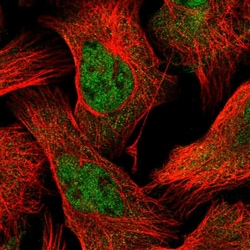 Invitrogen POLR2C Polyclonal Antibody 100 &mu;L; Unconjugated:Antibodies,