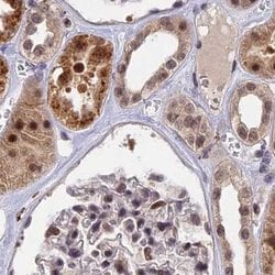 Invitrogen POLR2C Polyclonal Antibody 100 &mu;L; Unconjugated:Antibodies,