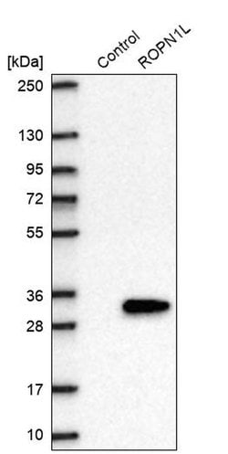 Invitrogen ROPN1L Polyclonal Antibody 100 &mu;L | Buy Online | Invitrogen&trade; | Fisher Scientific