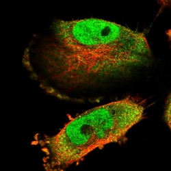 Invitrogen C15orf52 Polyclonal Antibody 100 &mu;L; Unconjugated:Antibodies,