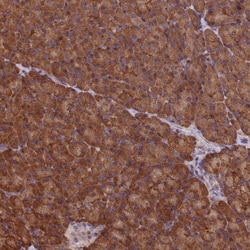 Invitrogen C15orf52 Polyclonal Antibody 100 &mu;L; Unconjugated:Antibodies,