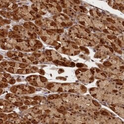 Invitrogen CEP44 Polyclonal Antibody 100 &mu;L; Unconjugated:Antibodies,