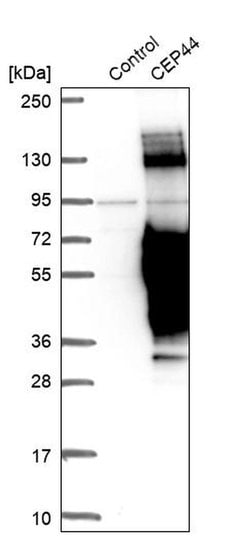 Invitrogen CEP44 Polyclonal Antibody 100 &mu;L; Unconjugated:Antibodies,