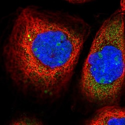 Invitrogen PMSCL1 Polyclonal Antibody 100 &mu;L; Unconjugated:Antibodies,