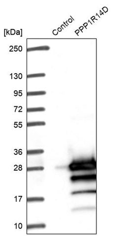 Invitrogen PPP1R14D Polyclonal Antibody 100 &mu;L; Unconjugated:Antibodies,