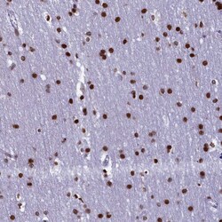 Invitrogen C19orf52 Polyclonal Antibody 100 &mu;L; Unconjugated:Antibodies,