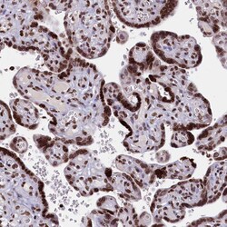 Invitrogen C19orf52 Polyclonal Antibody 100 &mu;L; Unconjugated:Antibodies,