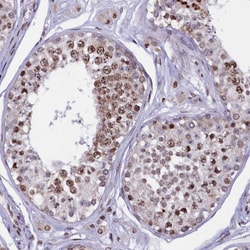 Invitrogen C19orf52 Polyclonal Antibody 100 &mu;L; Unconjugated:Antibodies,