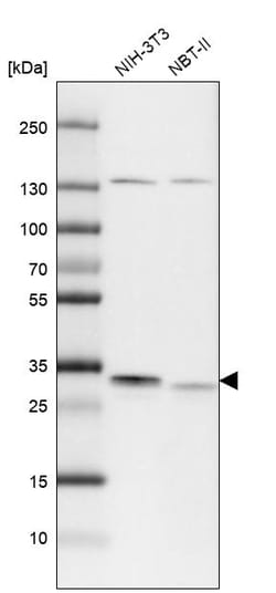 Invitrogen C19orf52 Polyclonal Antibody 100 &mu;L | Buy Online | Invitrogen&trade; | Fisher Scientific