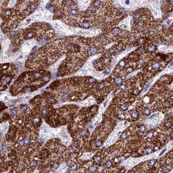 Invitrogen UQCRFS1 Polyclonal Antibody 100 &mu;L; Unconjugated:Antibodies,