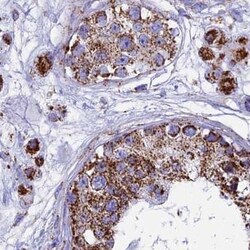 Invitrogen UQCRFS1 Polyclonal Antibody 100 &mu;L; Unconjugated:Antibodies,