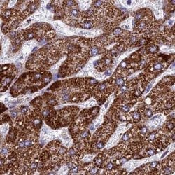 Invitrogen UQCRFS1 Polyclonal Antibody 100 &mu;L; Unconjugated:Antibodies,