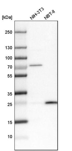 Invitrogen UQCRFS1 Polyclonal Antibody 100 &mu;L; Unconjugated:Antibodies,