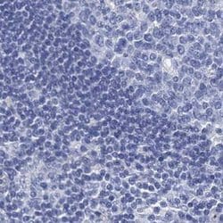 Invitrogen RHCG Polyclonal Antibody 100 &mu;L; Unconjugated:Antibodies,