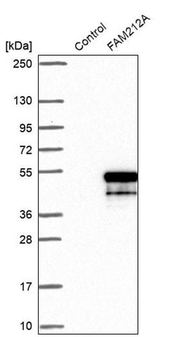 Invitrogen FAM212A Polyclonal Antibody 100 &mu;L; Unconjugated:Antibodies,